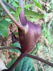 Procecidochares utilis