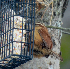 Thryothorus ludovicianus