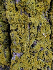 Xanthomendoza