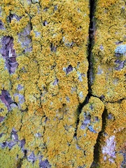 Xanthomendoza