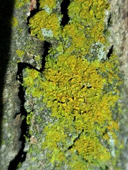 Xanthomendoza