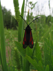 Zygaena
