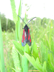 Zygaena