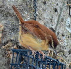 Thryothorus ludovicianus