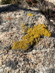 Candelariella rosulans