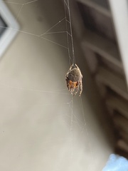 Eriophora ravilla