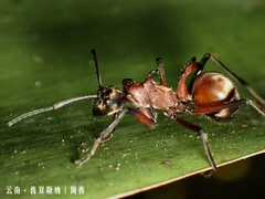 Polyrhachis bihamata