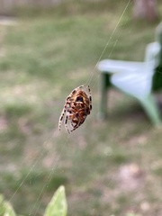 Eriophora ravilla