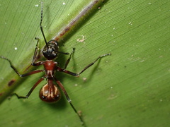 Polyrhachis bihamata