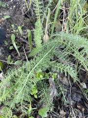 Achillea