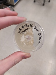 Fusarium nirenbergiae