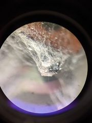 Fusarium nirenbergiae