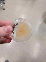 Fusarium nirenbergiae