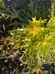 Sanicula arctopoides