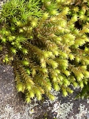 Hedwigia ciliata