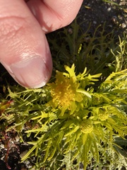 Sanicula arctopoides