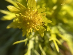 Sanicula arctopoides