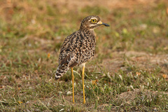 Burhinus capensis capensis