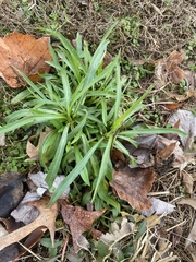 Digitaria sanguinalis