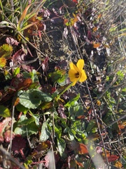 Viola pedunculata