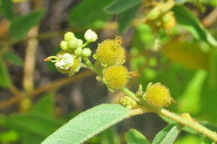 Croton