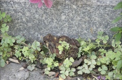 Duttaphrynus melanostictus