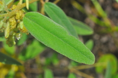 Croton