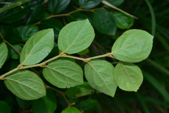 Styrax matsumuraei