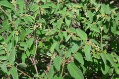Croton