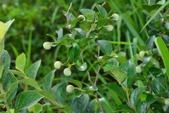 Styrax matsumuraei