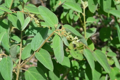 Croton