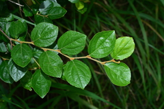 Styrax matsumuraei