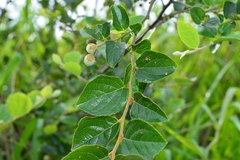 Styrax matsumuraei