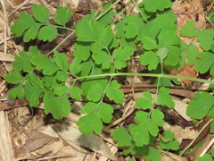 Corydalis pallida