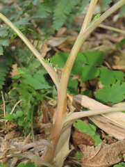 Corydalis pallida
