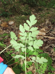 Corydalis pallida