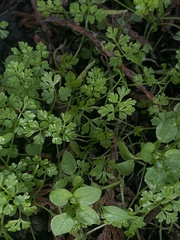 Anthriscus caucalis