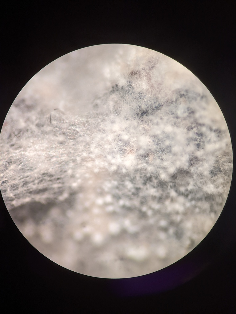 Fusarium citri