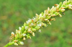 Persicaria hispida