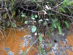 Valeriana cardamines