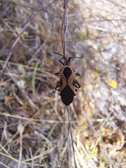 Sephina vinula