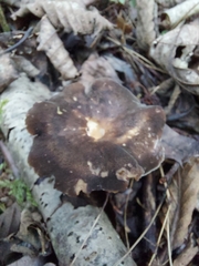 Lentinus substrictus