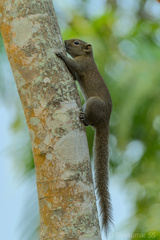 Callosciurus pygerythrus