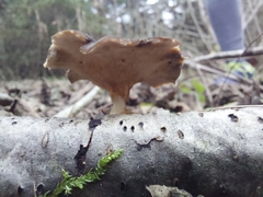 Lentinus substrictus