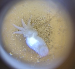 Temnocephala