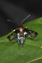 Episannina