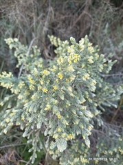Thymelaea