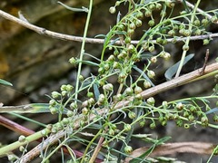 Artemisia daghestanica