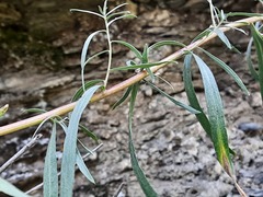 Artemisia daghestanica