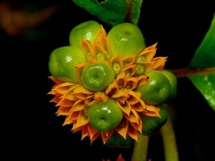 Tilesia baccata